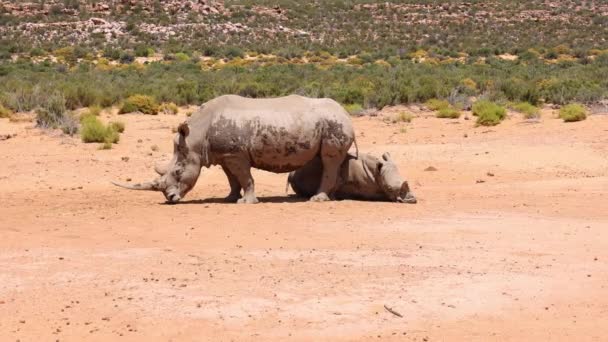 Two rhinos in natural environment. Large animals in dry and hot steppe landscape. Safari park, South Africa — Stock Video