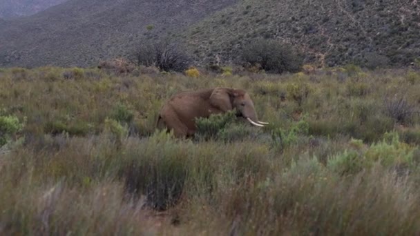 Éléphant d'Afrique seul marchant dans l'herbe haute verte. Lames d'herbe agitant dans le vent. Safari park, Afrique du Sud — Video