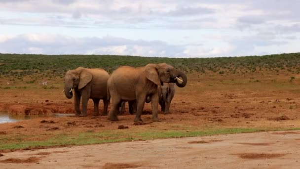 Elefantes bebiendo del pozo de agua y yendo de viaje. Animales en el paisaje africano. Safari park, Sudáfrica — Vídeos de Stock