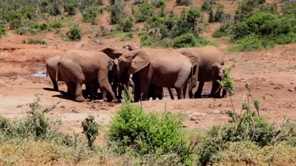 Herd of elephants in wildlife at waterhole. Adult animals and their offspring. Safari park, South Africa — Stock Video
