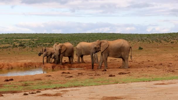 Słonie afrykańskie w dzikiej przyrodzie. Grupa majestatycznych zwierząt podczas picia w krajobrazie. Park Safari, Republika Południowej Afryki — Wideo stockowe