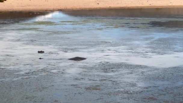 Тварини купаються у воді. Гіпопопотама вийшов на поверхню і махав вухом. Safari park, South Africa — стокове відео