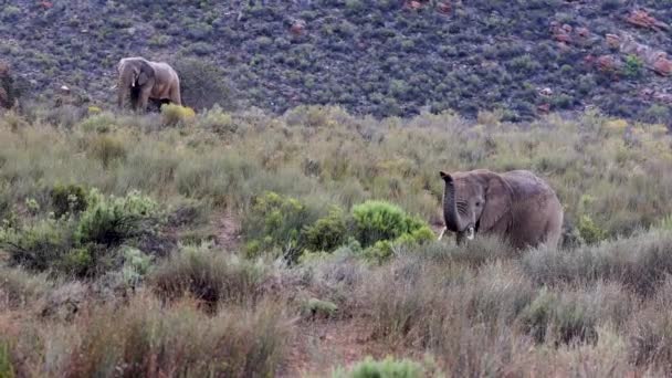 Piove su due elefanti in natura. Paesaggio con vegetazione ad alta erba. Safari park, Sud Africa — Video Stock