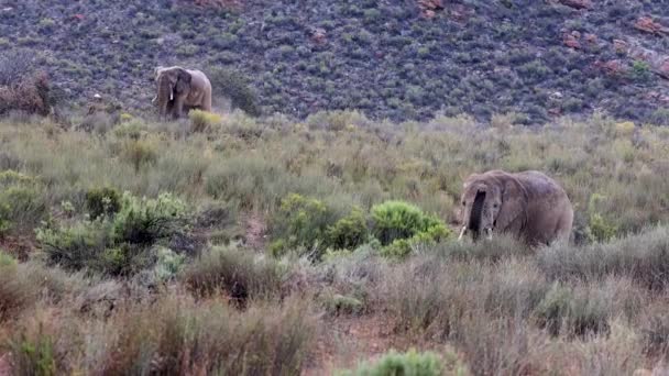 Elefantes en la vida silvestre arrojando tierra de arena en la espalda mojada. Grandes mamíferos en hábitat natural. Gotas de lluvia visibles. Safari park, Sudáfrica — Vídeos de Stock