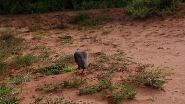 Vista posteriore di uccelli in cerca di qualcosa da mangiare. Esplora il terreno sabbioso con il becco. Safari park, Sud Africa — Video Stock