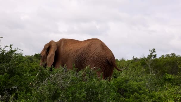 Éléphant adulte unique traversant des arbustes épineux verts. Majestueux animal africain dans la faune sauvage. Safari park, Afrique du Sud — Video