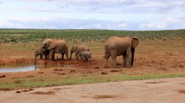 Çeşitli yaş ve yükseklikteki filler su birikintisinden su içmek için gövde kullanır. Yetişkin hayvanlar ve yavruları. Safari Parkı, Güney Afrika