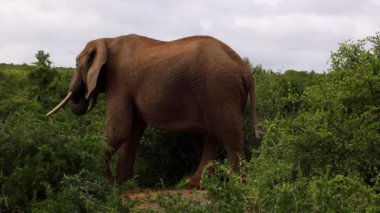 Afrika filinin dikilip yeşil yaprakları yemesi. Gövdesiyle yaprakları ve dalları koparan büyük memeli. Safari Parkı, Güney Afrika