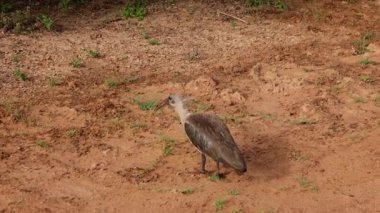 Büyük gri Ibis kuşu kum topraklarında geziniyor ve yiyecek arıyor. Küçük böcekler ve eklembacaklılar topluyor. Safari Parkı, Güney Afrika