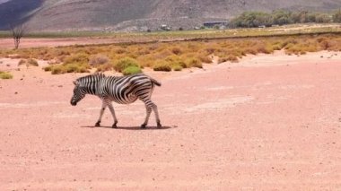 Güzel vahşi hayvan yavaşça yürüyor ve manzarada duruyor. Böcekleri savuşturmak için kuyruğunu sallıyor. Safari Parkı, Güney Afrika
