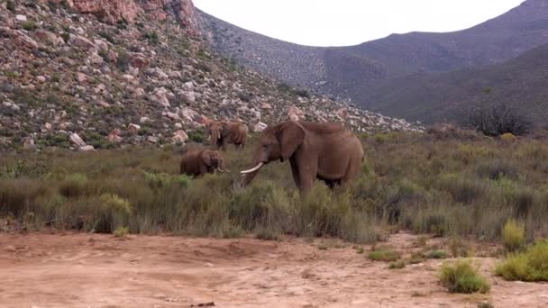 Τρία μεγάλα θηλαστικά ψάχνουν για τροφή σε πράσινη βλάστηση. Αφρικανοί ελέφαντες χρησιμοποιούν μπαούλα. Πάρκο Safari, Νότια Αφρική — Αρχείο Βίντεο