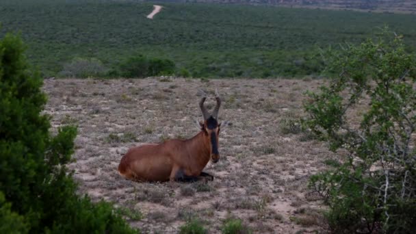Dier met gedraaide hoorns op de grond. Grote antilope in Afrikaans landschap. Safari park, Zuid-Afrika — Stockvideo