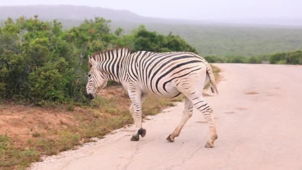 Černobílý pruhovaný zebra křižující silnici a pokračuje na cestě mezi keři. Safari park, Jižní Afrika — Stock video
