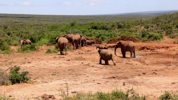 Vue arrière du troupeau d'éléphants quittant le trou d'eau. Groupe d'animaux adultes et leur progéniture. Safari park, Afrique du Sud — Video