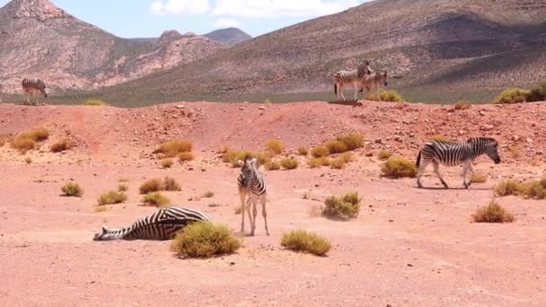 Herd of striped animals in wildlife, dry and hot landscape. Zebra rolling on ground in dust. Safari park, South Africa — Stock Video