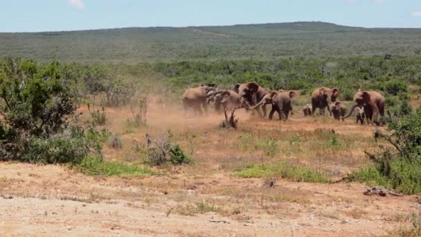 Manada de elefantes a caminhar entre arbustos verdes. Luta ou jogo de dois animais. Safari park, África do Sul — Vídeo de Stock