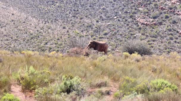 Elefante à procura de comida na natureza. Paisagem gramada e encosta rochosa com arbustos no fundo. Safari park, África do Sul — Vídeo de Stock