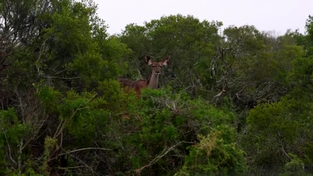 Antelope στέκεται και ψάχνει γύρω. Ζώο σε πράσινο θάμνο, ψηλοί ακανθώδεις θάμνοι. Πάρκο Safari, Νότια Αφρική — Αρχείο Βίντεο