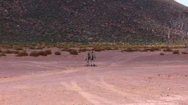 Kuyruklarını sallayan iki zebranın arka görüntüsü. Yetişkin bir hayvan ve bitkisel hayata karşı bir çocuk. Safari Parkı, Güney Afrika