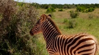 Kurak zeminde yürüyen genç zebra. Arka planda yeşil çimenler ve çalılar. Safari Parkı, Güney Afrika