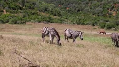 Çayırda yürüyen hayvanlar, arka planda yeşil çalılar. Zebra sürüsü doğal ortamda. Safari Parkı, Güney Afrika