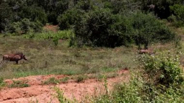 Vahşi doğada koşan iki yetişkin yaban domuzu. Yoğun çalıları olan Afrika manzarası. Safari Parkı, Güney Afrika