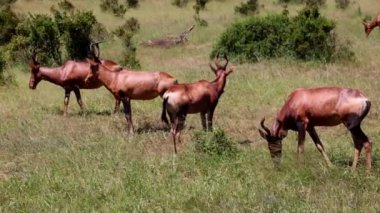 Uzun yeşil çimlerde otlayan bir grup antilop. Boynuzlu hayvanlar çevrelerini gözlüyor ve yırtıcılara dikkat ediyor. Safari Parkı, Güney Afrika
