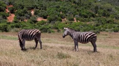 Rüzgarlı ve güneşli bir günde çayırda dikilen iki zebra. Biri çimlerde otluyor. Safari Parkı, Güney Afrika