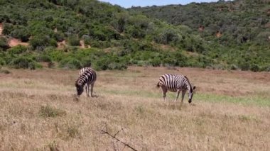 Çayırlarda otlayan bir çift zebra. Güneşli bir günde rüzgarda sallanan çimen yaprakları. Safari Parkı, Güney Afrika