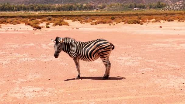 Dzikie zwierzę spacerujące po suchym gruncie w krajobrazie. Zebra w dzikiej przyrodzie, machająca grzywą. Park Safari, Republika Południowej Afryki — Wideo stockowe