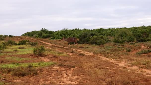Dieren wandelen over pad in steppe landschap. De antilope zoekt voedsel. Safari park, Zuid-Afrika — Stockvideo