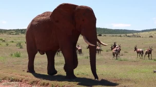 Big thick skinned animal walking in African wildlife. Elephant with hole in its big ear, old wound. Safari park, South Africa — Stock Video