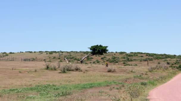 Imagen estática del paisaje de la estepa africana. Hierba con varios arbustos y árbol torcido en el medio. Safari park, Sudáfrica — Vídeo de stock