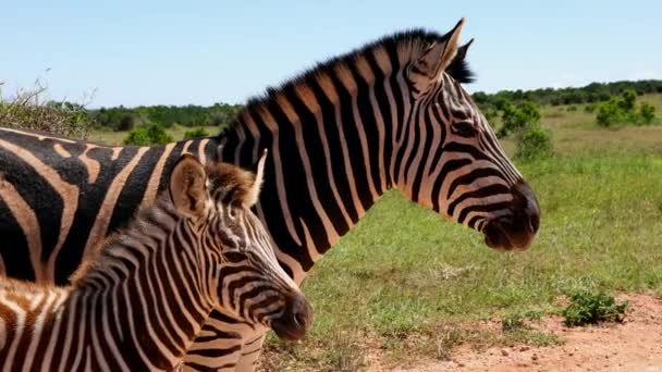 Side view of adult zebra and juvenile. Close up of animals head on windy and sunny day. Safari park, South Africa — Stock Video