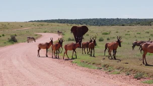 Olika afrikanska djur i djurlivet. Hjord av antiloper, grupper av zebror och majestätisk elefant. Safari park, Sydafrika — Stockvideo