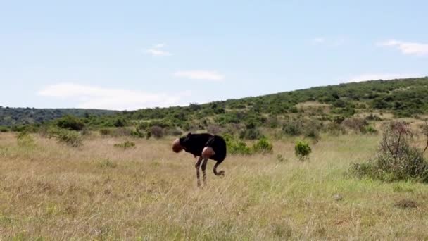 Single ostrich standing in grassy landscape and looking around. Searching for food. Safari park, South Africa — Stock Video