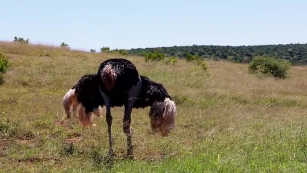 Vista posterior de avestruz recogiendo y comiendo alimentos en prado herboso. Animal en vida silvestre. Safari park, Sudáfrica — Vídeo de stock