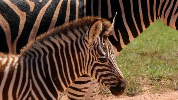 Bayi zebra yang lucu. Tutup u kepala dan bulu halus melambai dalam angin. Lain bergaris hewan di latar belakang. Taman Safari, Afrika Selatan — Stok Video