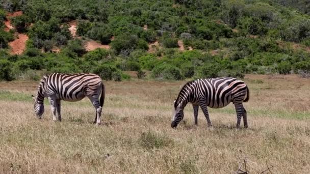 Вид сбоку на двух животных, пасущихся в траве. Черно-белые полосатые зебры в дикой природе. Сафари-парк, ЮАР — стоковое видео