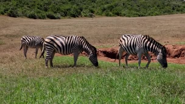 Oldalnézet zebrák álló füves területeken és legeltetés a friss zöld fű. Safari park, Dél-Afrika — Stock videók