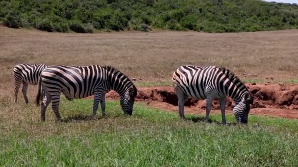 Zèbres pâturant sur de l'herbe verte fraîche. Groupe d'animaux rayés dans la faune. Safari park, Afrique du Sud — Video