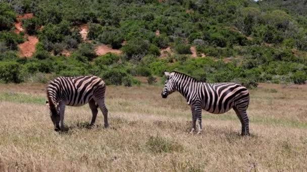 Duas zebras em pé no prado no dia ventoso e ensolarado. Um está a pastar na relva. Safari park, África do Sul — Vídeo de Stock