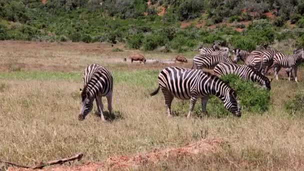 Manada de zebras listradas pretas e brancas pastando em pastagens. Animais na vida selvagem. Safari park, África do Sul — Vídeo de Stock