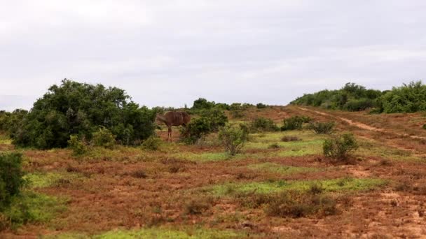 Ayakta duran tek bir antilop yeşil yaprakları ve çalıları kemiriyor. Safari Parkı, Güney Afrika — Stok video