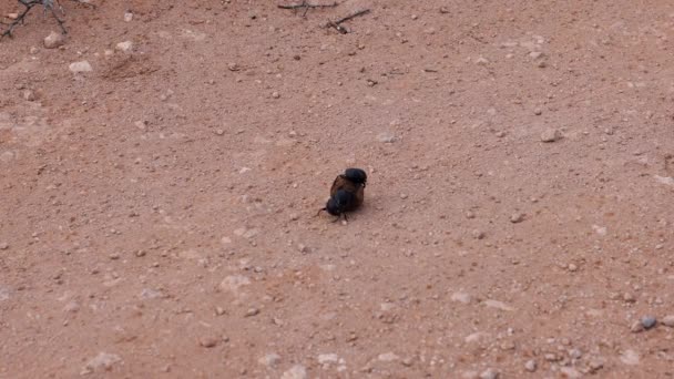Bir çift bok böceği yuvarlak gübre topu için kavga ediyor. Hırsızlık ve avın üzerinden yuvarlanma. Safari Parkı, Güney Afrika — Stok video