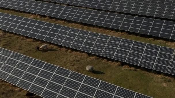 Vista ad alto angolo di gruppo di pecore al pascolo intorno ai pannelli fotovoltaici nel parco solare. Concetto di energia verde, ecologia e riduzione dell'impronta ecologica — Video Stock