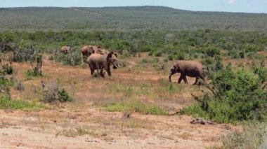 Kuru Afrika 'da savaşan iki yetişkin fil. Arka planda yürüyen bir grup hayvan. Safari Parkı, Güney Afrika