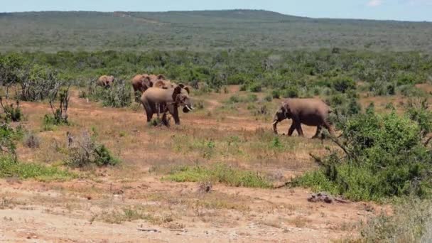 Dos elefantes adultos peleando en un paisaje africano seco. Grupo de animales caminando en el fondo. Safari park, Sudáfrica — Vídeos de Stock