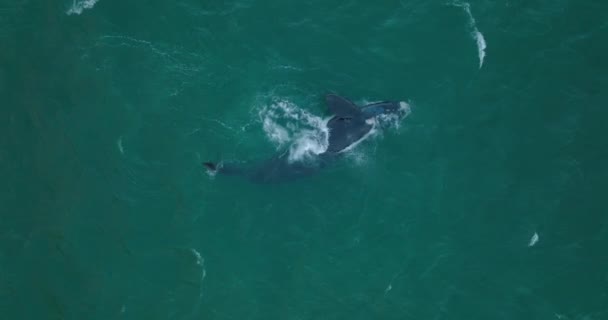 Felülről lefelé egy nagy bálna a békavíz felszínén. Tengeri hullámok mosás állat természetes élőhelyen. — Stock videók