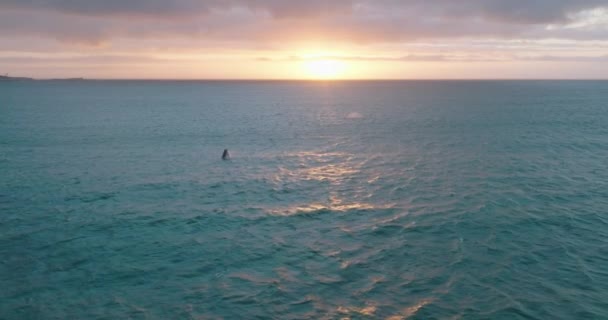 Romantische Luftaufnahmen von Walen, die vor dem farbenfrohen Himmel des Sonnenuntergangs die Meeresoberfläche durchbrechen. — Stockvideo